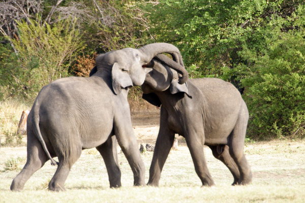 minneriya_elephants-2