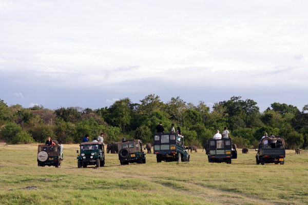 minneriya_elephants2-2